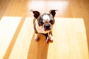 French Bulldog pet photo