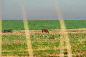 Overview from the wetlands in Burgh-Haamstede, with cows, Zeeland The Netherlands. photo