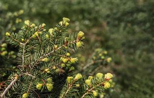 plant green background with branches of a coniferous tree with young spring bunches of needles close-up Spruce, larch or cedar copy space Botanical garden and landscape photo