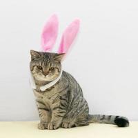 Beautiful small scottish straight kitten sitting with colored easter ears on grey background. photo