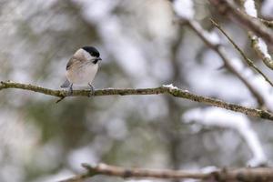 curruca capirotada, sylvia atricapilla, encaramada en un árbol en invierno foto