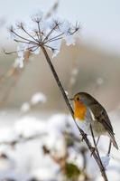 Robin clinging to a  Cow Parsley plant stem on a winters day photo