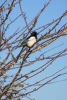 Magpie perched in a tree on a sunny winters day photo