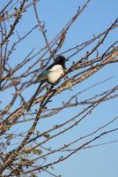 urraca encaramada en un árbol en un soleado día de invierno foto