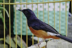 A photo of a stone magpie Copsychus malabaricus is sunbathing and perched on a twig in a cage