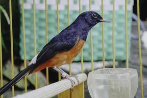 A photo of a stone magpie Copsychus malabaricus is sunbathing and perched on a twig in a cage