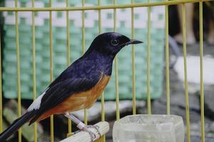 A photo of a stone magpie Copsychus malabaricus is sunbathing and perched on a twig in a cage