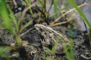 una foto de fejervarya limnocharis o rana de hierba asiática o rana de campo de arroz