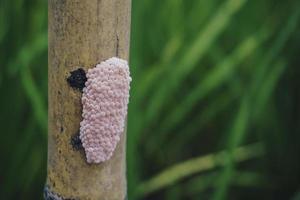 Photo of a golden apple snail spawn egg at a twig in a rice field.