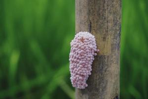 Photo of a golden apple snail spawn egg at a twig in a rice field.