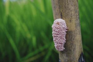 Photo of a golden apple snail spawn egg at a twig in a rice field.