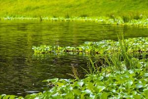 lago verde y plantas pantanosas en el parque en san jose costa rica. foto