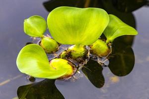 Green lake and marsh plants in the park in San Jose Costa Rica. photo