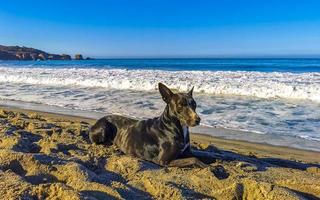 Dog relaxing lying on beach sand in sunny Mexico. photo