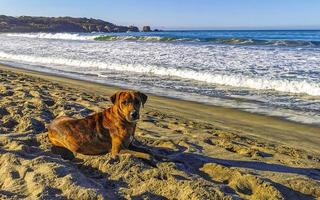 perro relajante tumbado en la arena de la playa en el soleado méxico. foto