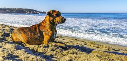 perro relajante tumbado en la arena de la playa en el soleado méxico. foto