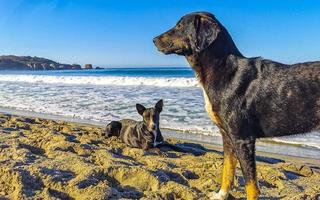 grupo de pandillas de perros callejeros en sunny beach puerto escondido mexico. foto