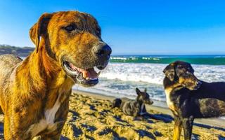 Stray dog gang group on sunny beach Puerto Escondido Mexico. photo