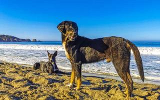 Stray dog gang group on sunny beach Puerto Escondido Mexico. photo