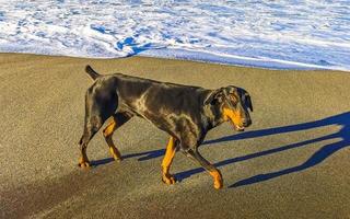 perro negro corriendo caminando por la playa y olas mexico. foto