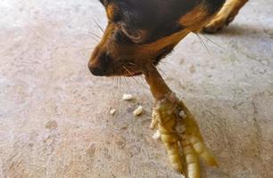 Dog eats and crunches chicken leg in Mexico. photo