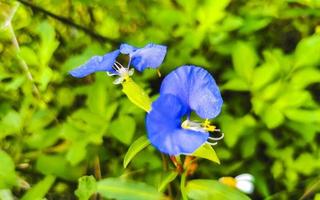 Beautiful small tropical blue purple flowers and blossoms in Mexico. photo