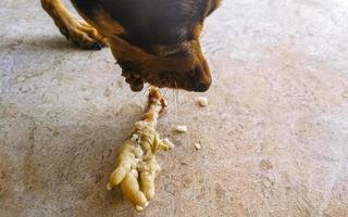 Dog eats and crunches chicken leg in Mexico. photo