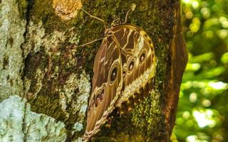 Blue morpho butterfly sitting of tree Playa del Carmen Mexico. photo