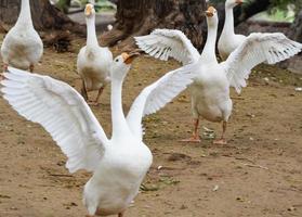 Close up White ducks inside Lodhi Garden Delhi India, see the details and expressions of ducks during evening time photo