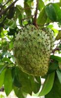 photo of ripe soursop fruit on a tree