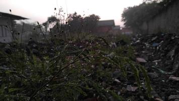 morning light before sunrise and the dewy grass photo