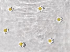 daisy flowers are floating, stains from a drop on the water. Top view, flat lay. photo