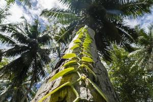 vanilla on coconut tree photo