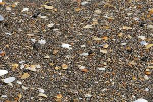 Many different shells on the beach photo