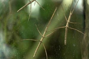 Annan stick insect close up photo