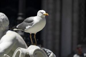 detalle de la fuente de piazza navona roma foto