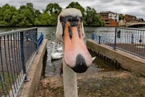 funny swan close up portrait photo