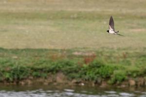 swallow flying over green grass background photo