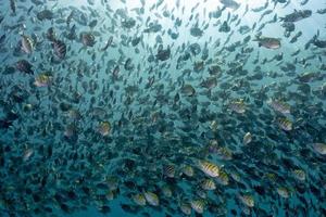 Sergeant fish bait ball underwater photo