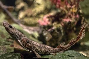 dogfish underwaterclose up portrait photo