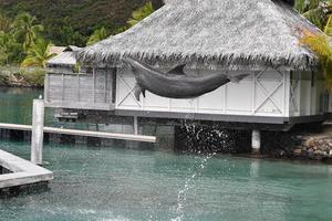 common dolphin jumping outside polynesia bungalow photo