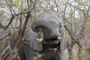 elefante mientras come fruta del árbol marula en el parque kruger sudáfrica foto