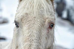 caballo blanco ojo azul foto