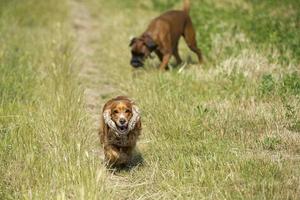 Perro feliz cocker spaniel inglés mientras corre hacia ti foto