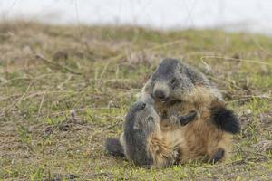 Two Marmots while playing photo