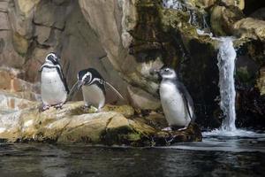 african penguin close up portrait photo