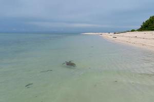 A Turtle in Malaysia Sipadan Island crystal water sand shore photo