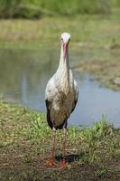 Stork portrait while reflecting on swamp water photo