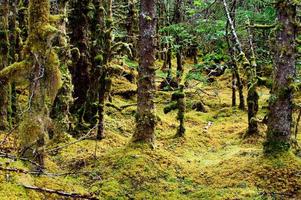 Moss covered forest path photo
