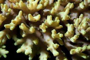 Hard coral macro detail from Raja Ampat, Papua Indonesia photo